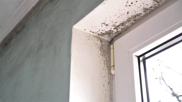 Best Crawl Space Mold Remediation  in North Pole, AK