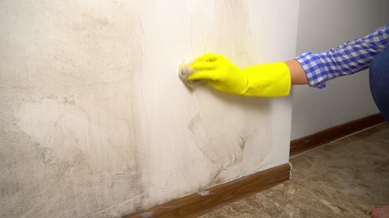 Best Mold Documentation for Insurance Claims  in North Pole, AK