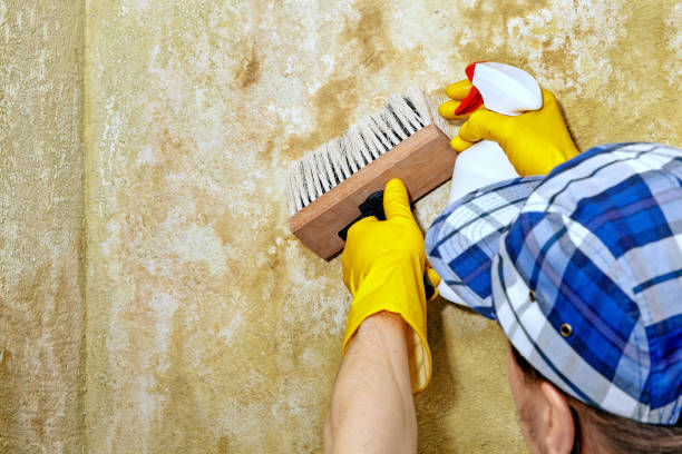 Best HVAC Mold Inspection and Cleaning  in North Pole, AK