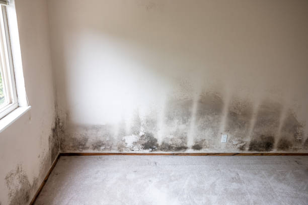 Best Mold Odor Removal Services  in North Pole, AK